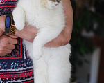 Кошки в Москве: Особенный котик Варяг ищет надежных хозяев!  Мальчик, Бесплатно - фото 3