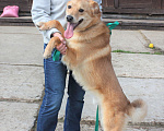 Собаки в Москве: Бублик в поисках своей семьи Мальчик, 1 руб. - фото 8