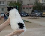 Собаки в Липецке: Пуховая девочка мини Девочка, 30 000 руб. - фото 5