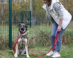 Собаки в Москве: Шерри Девочка, Бесплатно - фото 2