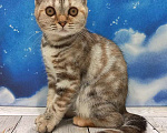 Кошки в Москве: Вислоухая малышка Дейзи Девочка, Бесплатно - фото 2