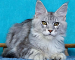 Кошки в Мытищах: Котенок Мейн-кун Мальчик, 30 000 руб. - фото 4