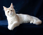 Кошки в Москве: Крупный  серебряный кот Габриэль. Мальчик, 25 000 руб. - фото 1