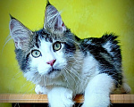 Кошки в Мытищах: Котенок Мейн-кун полидакт Мальчик, 45 000 руб. - фото 6
