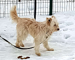 Собаки в Москве: Крсавица СТЭФФАНИ в поисках семьи Девочка, Бесплатно - фото 6