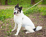 Собаки в Москве: Аша Девочка, Бесплатно - фото 3