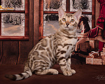 Кошки в Москве: Бенгальский снежный котенок. Мальчик Мальчик, 20 000 руб. - фото 3