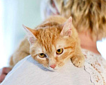 Кошки в Москве: Кошечка Апельсинка - рыжая красавица в добрые руки Девочка, Бесплатно - фото 7
