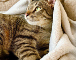 Кошки в Москве: Полосатый котик Плюшкин в добрые руки Мальчик, Бесплатно - фото 5