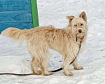 Собаки в Москве: Крсавица СТЭФФАНИ в поисках семьи Девочка, Бесплатно - фото 1