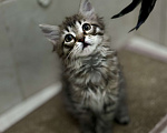 Кошки в Москве: Чудесный котенок Майя ищет дом  Девочка, Бесплатно - фото 2