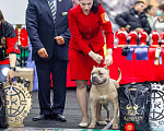 Собаки в Москве: Американский булли вязка   Мальчик, 50 000 руб. - фото 6