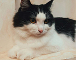 Кошки в Белоозёрском: Потерялся чёрно-белый кот! Мальчик, Бесплатно - фото 3