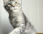 Кошки в Мытищах: Котенок Мейн-кун Мальчик, 50 000 руб. - фото 2
