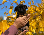 Собаки в Всеволожске: щенок Мальчик, 40 000 руб. - фото 1