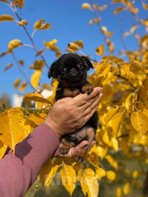Собаки в Всеволожске: щенок Мальчик, 40 000 руб. - фото 1