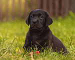 Собаки в Барнауле: Лабрадор ретривер щенки, 40 000 руб. - фото 3