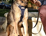 Собаки в Москве: Милли ищет дом и хозяина, в добрые руки собака Девочка, Бесплатно - фото 7