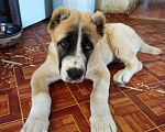 Собаки в Шахте: продам щенка алабая Девочка, 30 000 руб. - фото 3