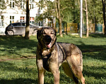 Собаки в Москве: Милли ищет дом и хозяина, в добрые руки собака Девочка, Бесплатно - фото 3