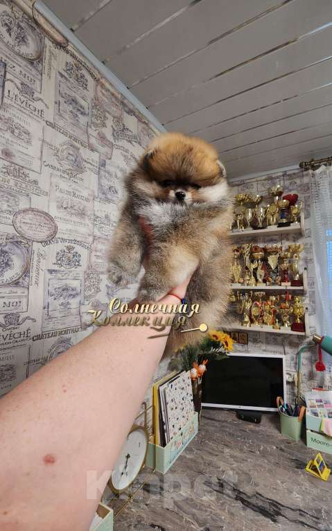 Собаки в Москве: Шпиц померанский в медвежьем типе девочка из племенного питомника Мальчик, Бесплатно - фото 1
