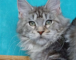 Кошки в Мытищах: Котенок Мейн-кун Девочка, 45 000 руб. - фото 9