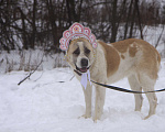 Собаки в Видном: Алабай Узра, 2 года Девочка, Бесплатно - фото 4