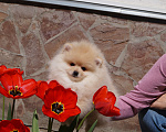 Собаки в Москве:  Чудесный щенок- померанец Мальчик, 30 000 руб. - фото 4