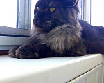 Кошки в Москве: Вязка с котом. Мейн-Кун NS22 Мальчик, 5 000 руб. - фото 6