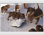Собаки в Екатеринбурге: Фаворит Гиант Гламур Мальчик, 80 000 руб. - фото 1