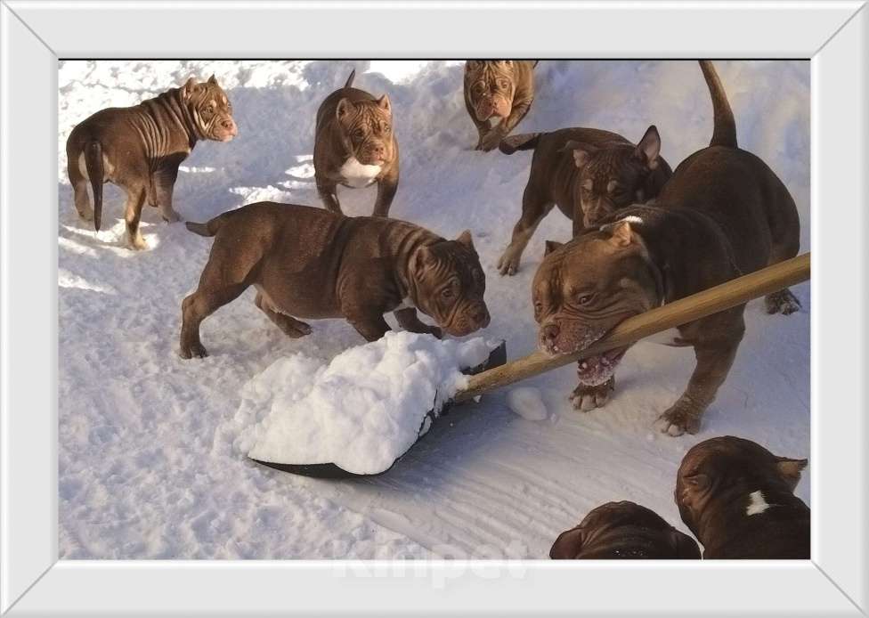 Собаки в Екатеринбурге: Фаворит Гиант Гламур Мальчик, 80 000 руб. - фото 1