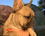 Собаки в Туле: Щенок французского бульдога Девочка, 30 000 руб. - фото 2