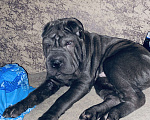 Собаки в Иваново: Ищем девочку на вязку,цена договорная  Мальчик, Бесплатно - фото 1
