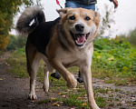 Собаки в Москве: Сиена Девочка, Бесплатно - фото 3