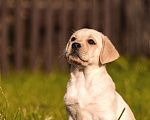 Собаки в Барнауле: Лабрадор ретривер щенки, 40 000 руб. - фото 5