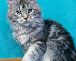 Кошки в Мытищах: Котенок Мейн-кун Девочка, 45 000 руб. - фото 7