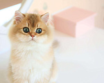 Кошки в Владивостоке: Длинношерстный британский котенок Мальчик, 60 000 руб. - фото 3