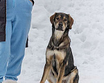 Собаки в Москве: Отличный охранник, молодой пес Платон, метис ретривера в добрые руки Мальчик, 10 руб. - фото 3