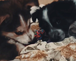 Собаки в Пензе: Щенки сестренки ищут дом ♥ Девочка, Бесплатно - фото 3