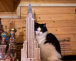 Кошки в Белоозёрском: Потерялся чёрно-белый кот! Мальчик, Бесплатно - фото 4