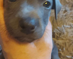 Собаки в Красноярске: Продам щенков левретки Мальчик, 10 000 руб. - фото 9