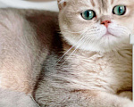 Кошки в Новосибирске: Британский котенок Смайл Мальчик, 100 000 руб. - фото 2