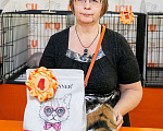 Кошки в Новосибирске: Продажа экзотической короткошерстной кошки Девочка, 35 000 руб. - фото 4