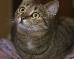 Кошки в Балашихе: Классическая полосатая Мурка 3,5 г. из приюта Девочка, Бесплатно - фото 2
