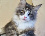Кошки в Казани: Мальчик Мейн-Кун  родился 9.11.23  Мальчик, 50 000 руб. - фото 1