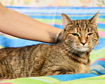 Кошки в Москве: Симпатичная полосатая кошка Шоколадка в дар  Девочка, Бесплатно - фото 7