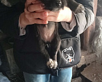 Собаки в Перми: Пристроить щенков Мальчик, Бесплатно - фото 3