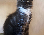 Кошки в Москве: Роскошный кот черный дым с белым Мальчик, Бесплатно - фото 3