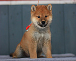 Собаки в Ногинске: Щенята Сиба-ину Мальчик, 25 000 руб. - фото 1