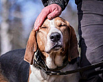 Собаки в Москве: Оливер ищет дом Мальчик, Бесплатно - фото 2